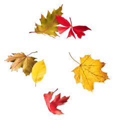 Beautiful bright colorful autumn  leaves falling in the air isolated on white background. Zero gravity or levitation autumn conception. High resolution image.