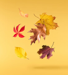 Beautiful bright colorful autumn  leaves falling in the air isolated on yellow background. Zero gravity or levitation autumn conception. High resolution image.