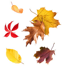Beautiful bright colorful autumn  leaves falling in the air isolated on white background. Zero gravity or levitation autumn conception. High resolution image.
