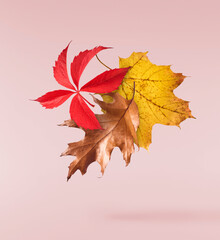 Beautiful bright colorful autumn  leaves falling in the air isolated on pink background. Zero gravity or levitation autumn conception. High resolution image.