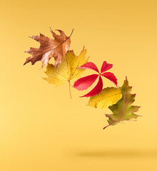 Beautiful bright colorful autumn  leaves falling in the air isolated on yellow background. Zero...