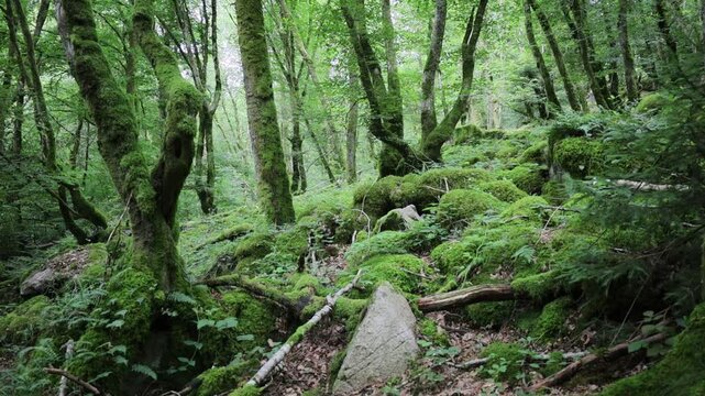 for&ecirc;t verdoyante, sous bois moussu dans le Morvan en Bourgogne en &eacute;t&eacute;