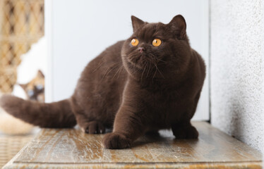 Edle Luxus Katze , imposant Britisch Kurzhaar und Langhaar