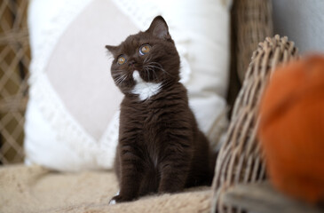 Edle Luxus Katze , imposant Britisch Kurzhaar und Langhaar