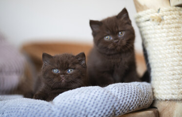 Edle Luxus Katze , imposant Britisch Kurzhaar und Langhaar