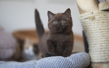 Edle Luxus Katze , imposant Britisch Kurzhaar und Langhaar