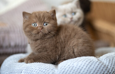 Edle Luxus Katze , imposant Britisch Kurzhaar und Langhaar