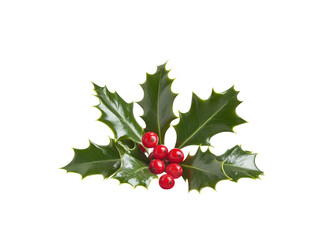 Holly branch with bright red berries and green leaves, isolated on white background. PNG transparent.