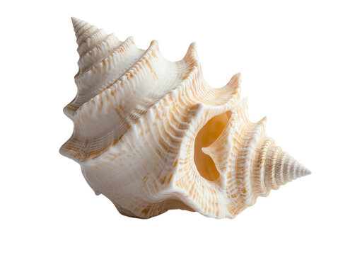 Open white seashell isolated on a white background, showing detailed texture.  PNG transparent.