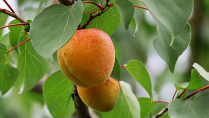 pear on tree