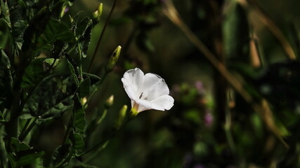 white flowers in the garden