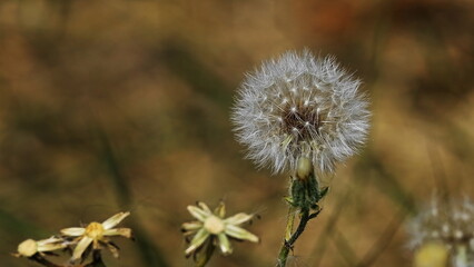 dandelion after blooming