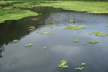 Dense green algae covering a calm river surface. Nature and environment concept