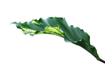 Variegated Leaf of Anthurium Plant Isolated on White Background with Clipping Path
