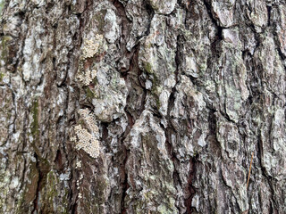 texture of pine tree bark in the forest