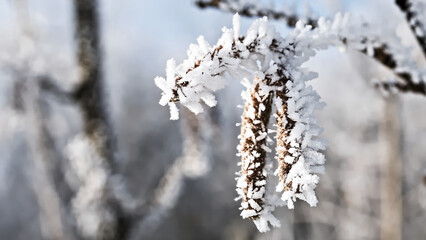 icicles on a branch