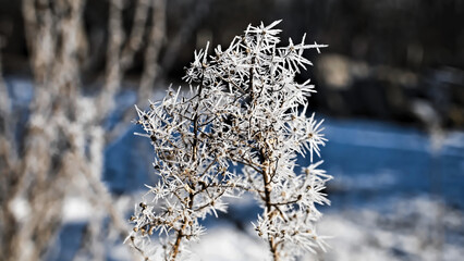 frost on branches