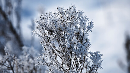 frost on branches