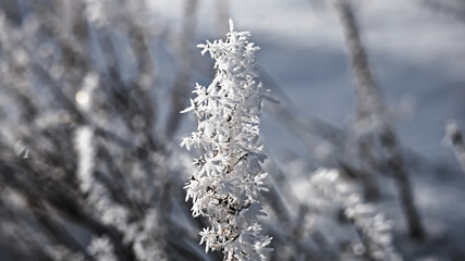 frost on the branches