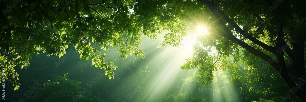 Poster sunbeams filtering through a forest canopy creating a magical and ethereal atmosphere. the image evo