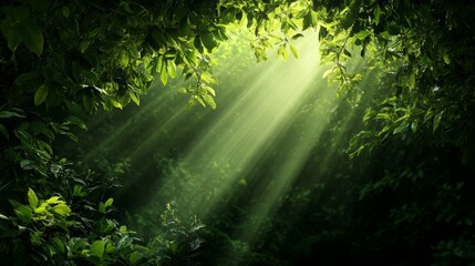 Obraz premium Sunbeams pierce through a dense forest canopy, illuminating the lush green foliage below. The light creates a sense of wonder and mystery, highlighting the beauty and power of nature. This image sym