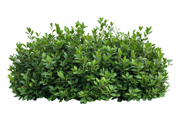 Obraz premium Green Bush Isolated on Transparent Background