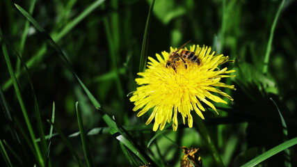 dandelion in the grass