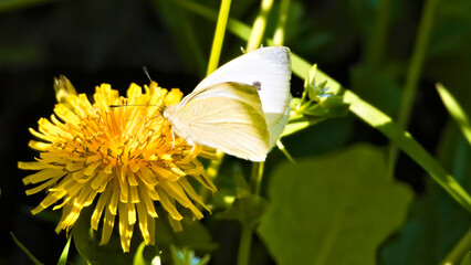 white butterfly on a flower