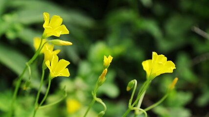 yellow flowers