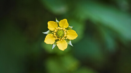 yellow flower on green background