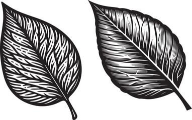 Obraz premium leaf silhouette vector art.