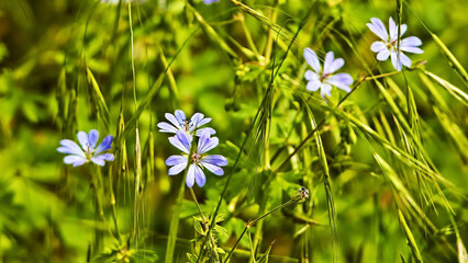 blue flowers in the grass