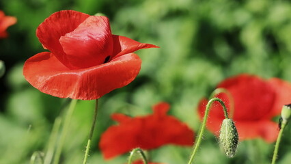 red poppy in the field