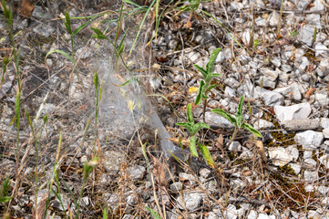 Funnel web of a funnel weaver spider, Milna, Croatia