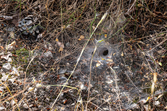 Funnel web of a funnel weaver spider, Milna, Croatia