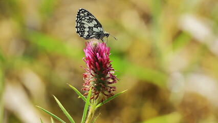butterfly on a flower