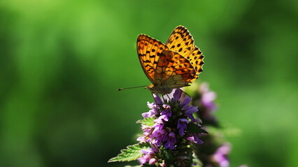 butterfly on flower