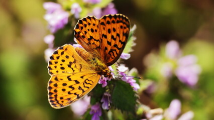 butterfly on flower