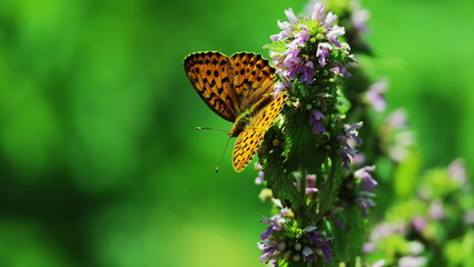 butterfly on flower