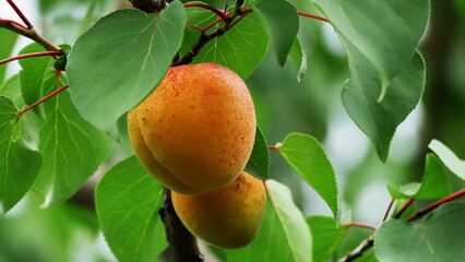 apricots on tree