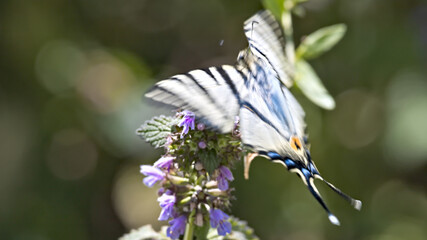 butterfly on a flower