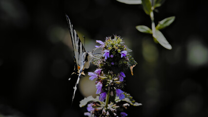 butterfly on flower