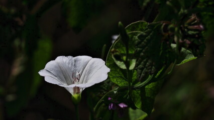 white flower in the garden