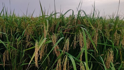 Rice Field with Ripe Grains