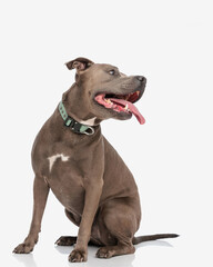 excited amstaff puppy looking to side and panting with tongue exposed