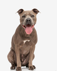adorable amstaff dog looking at camera and panting with tongue exposed