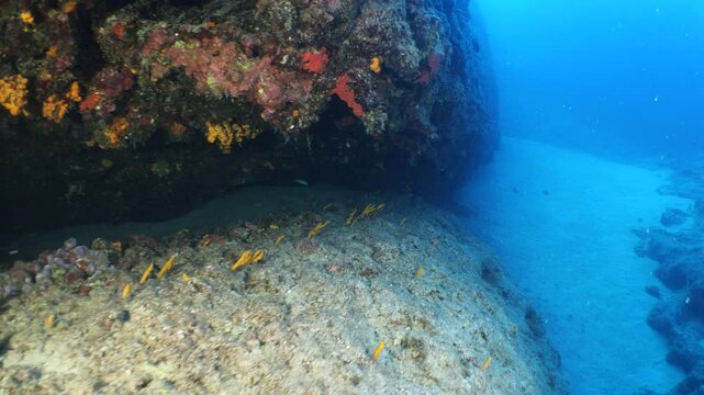 sponges underwater Mediterranean sea ocean scenery of sea habitat Aplysina cavernicola