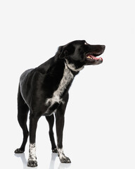 Curious black dog looking upside and panting while standing