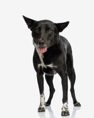 adorable black metis dog sticking out tongue and panting