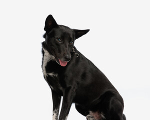 Side view of black dog sticking out tongue and looking to side